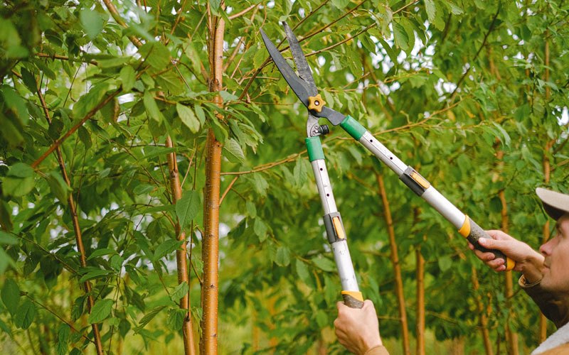 Tree trimming in Lemon Springs, NC